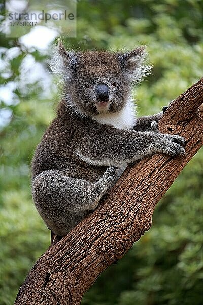 Koala (Phascolarctos cinereus)  erwachsen  Parndana  Kangaroo Island  Südaustralien  Australien  Ozeanien