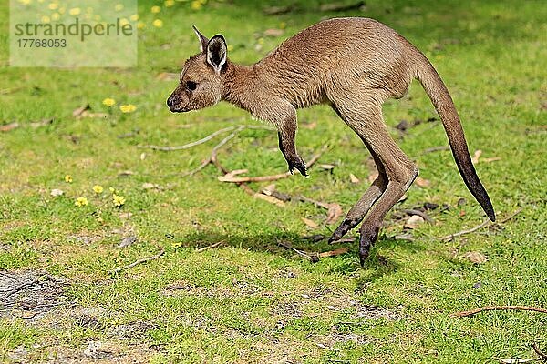 Känguru Insel Känguru (Macropus fuliginosus fuliginosus)  Jungtier springend auf Wiese  Mount Lofty  Süd Australien