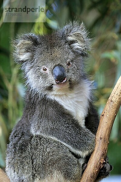 Koala (Phascolarctos cinereus)  erwachsen  Parndana  Kangaroo Island  Südaustralien  Australien  Ozeanien