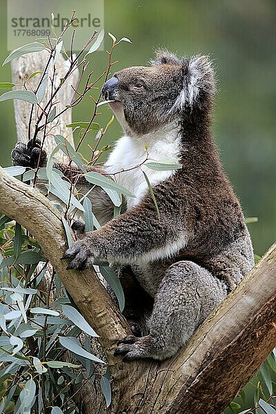 Koala (Phascolarctos cinereus)  erwachsen  Parndana  Kangaroo Island  Südaustralien  Australien  Ozeanien