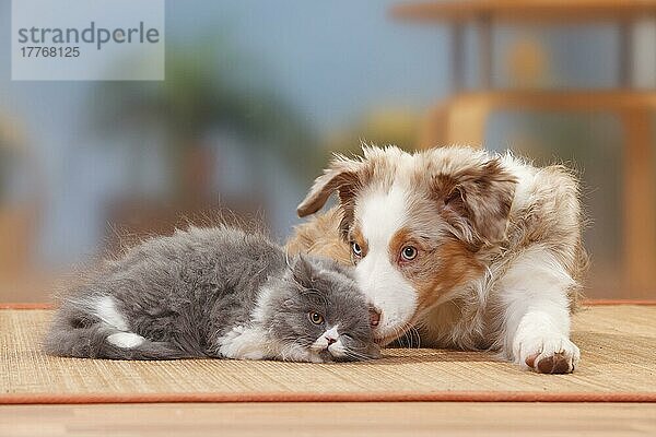 Australian Shepherd  Welpe  red-merle  19 Wochen  und Britisch Langhaar  Kätzchen  4 Monate  Britische Langhaarkatze  Highlander  Lowlander  Britanica  BLH