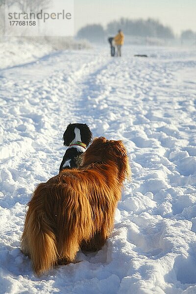 Cavalier King Charles Spaniel  ruby und tricolour  beobachten Leute in Entfernung