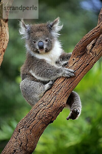 Koala (Phascolarctos cinereus)  erwachsen  Parndana  Kangaroo Island  Südaustralien  Australien  Ozeanien