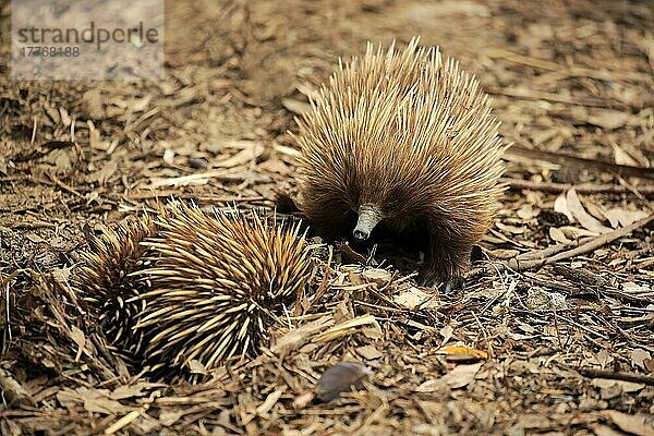 Kurzschnabel-Echidna  erwachsenes Paar  Parndana  Kangaroo Island  Südaustralien (Tachyglossus aculeatus)  Australien  Ozeanien