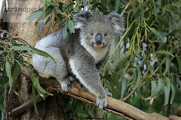 Koala (Phascolarctos cinereus)  erwachsen  Parndana  Kangaroo Island  Südaustralien  Australien  Ozeanien