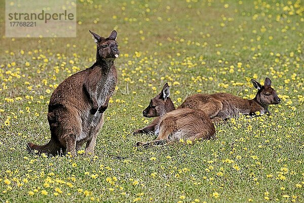 Kangaroo Island Känguru (Macropus fuliginosus fuliginosus)  Gruppe von Erwachsenen  Mount Lofty  Südaustralien  Australien  Ozeanien