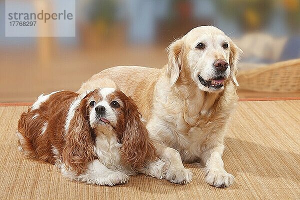 Cavalier King Charles Spaniel  blenheim  9 Jahre alt  und Golden Retriever  12 Jahre alt