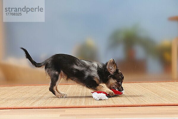 Chihuahua  langhaarig  Welpe  dark-merle  17 Wochen  Spielzeug  seitlich
