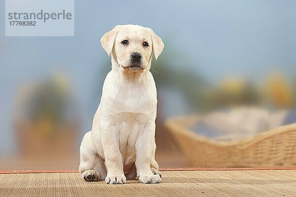 Labrador-Retriever  Welpe  9 Wochen