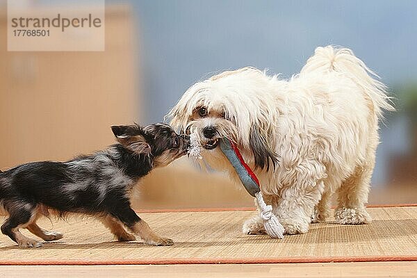 Mischlingshund und Chihuahua  langhaarig  Welpe  dark-merle  17 Wochen  Spielzeug  Zerrspiel