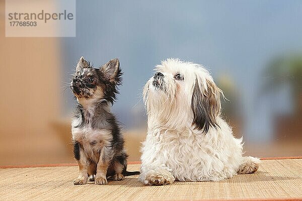 Mischlingshund und Chihuahua  langhaarig  Welpe  dunkel-merle  17 Wochen