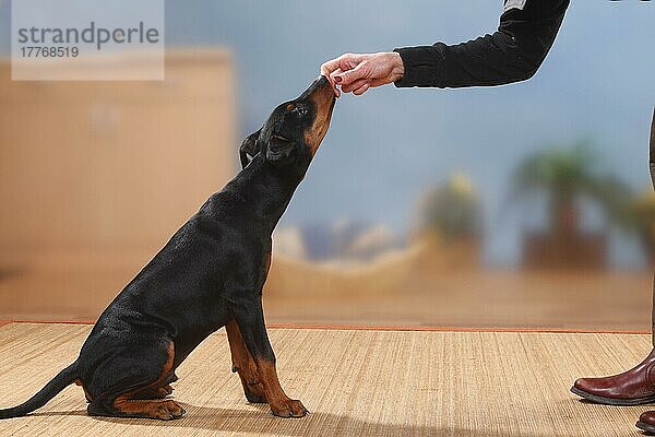Deutscher Pinscher  Welpe  17 Wochen  Übung 'sitz'  bekommt Leckerchen  Hundeerziehung  seitlich