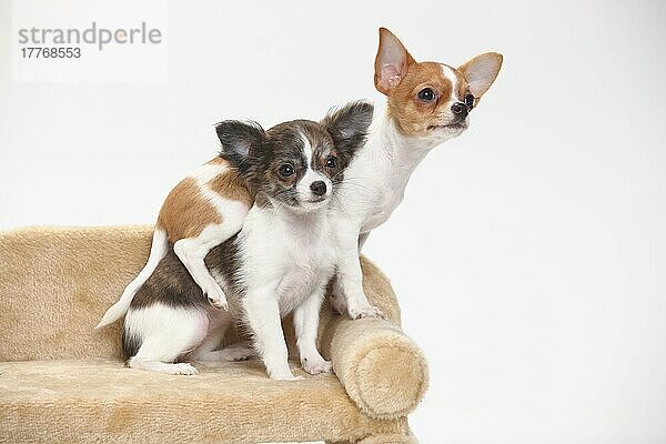 Chihuahuas  Welpen  langhaarig und kurzhaarig  3 1/2 Monate