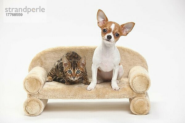 Chihuahua  Welpe  kurzhaarig  3 1/2 Monate  und Bengalkatze  Kätzchen  8 Wochen  Sofa  Couch