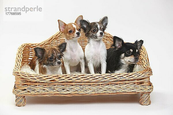 Chihuahuas und Welpen  3 1/2 Monate  langhaarig und kurzhaarig  Hundesofa  Körbchen