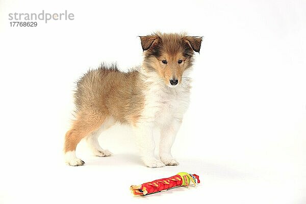 Collie  Welpe  zobel-weiß  8 Wochen  Schottischer Schäferhund  sable-white  Spielzeug