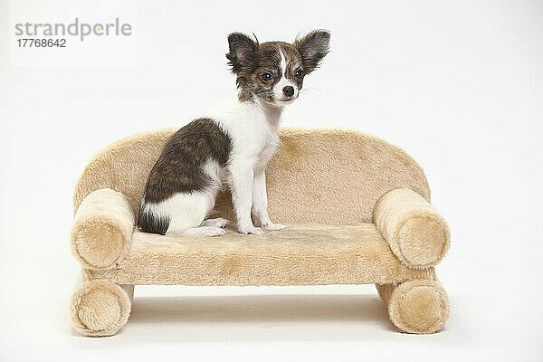 Chihuahua  Welpe  langhaarig  3 1/2 Monate  seitlich  Sofa  Couch