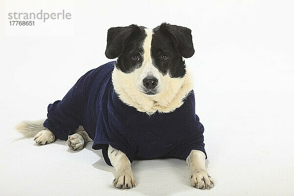 Mischlingshund  Hündin  10 Jahre alt  mit OP-Body  Hundebekleidung  Schutzkleidung