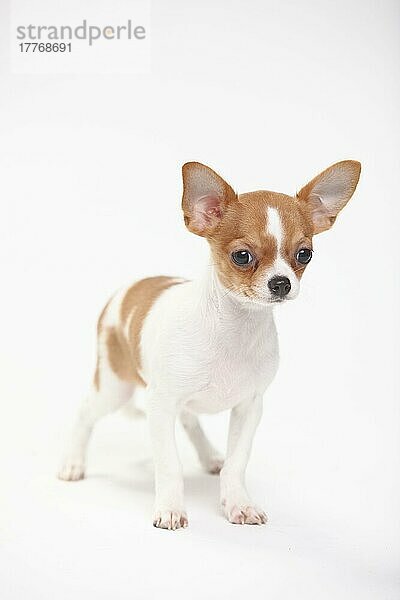 Chihuahua  Welpe  kurzhaarig  3 1/2 Monate