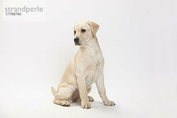 Labrador-Retriever  Welpe  13 Wochen