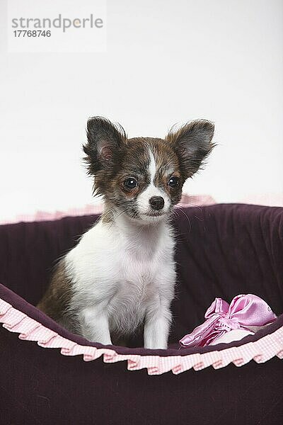 Chihuahua  Welpe  langhaarig  3 1/2 Monate  Hundekorb  Hundekörbchen