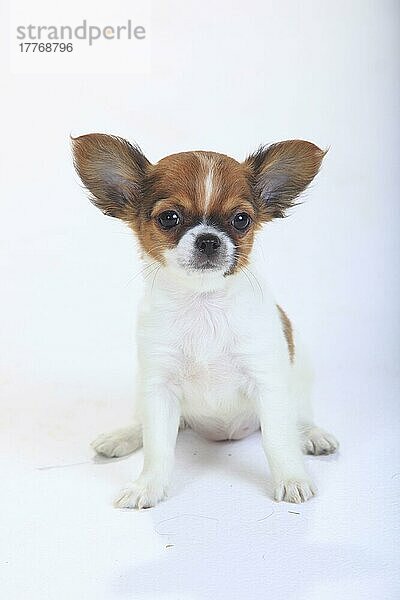 Chihuahua  langhaarig  Welpe  9 Wochen