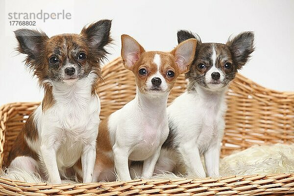 Chihuahua und Welpen  3 1/2 Monate  langhaarig und kurzhaarig  Hundesofa  Körbchen