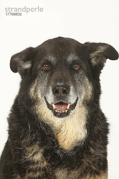 Mischlingshund  Hündin  15 Jahre alt  alter Hund