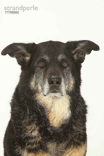 Mischlingshund  Hündin  15 Jahre alt  alter Hund