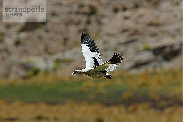 Andengans (Chloephaga melanoptera)  erwachsenes Weibchen  im Flug  Jujuy  Argentinien  Januar  Südamerika