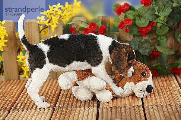 Beagle  Welpe  9 Wochen  mit Kuscheltier  Spielzeug