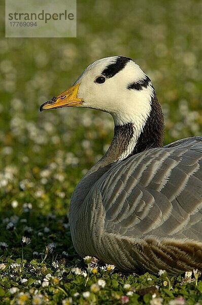 Bartkopfgans (Anser indicus) erwachsen  auf Gras ruhend  Regents Park  London  England  Großbritannien  Europa