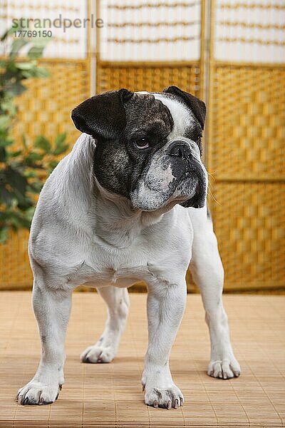 Mischlingshund (Englische x Französische Bulldogge)  Bulldoggenmix  Bulldoggenmischling