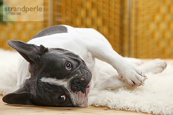 Französische Bulldogge  blau-weiß  Hündin  4 Jahr