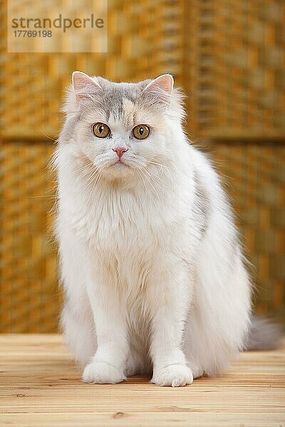 Britisch Langhaar Katze  blau-creme-weiß  Highlander  Lowlander  Britanica