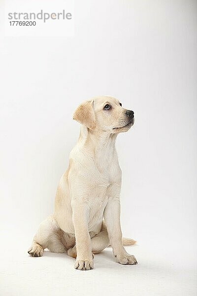 Labrador-Retriever  Welpe  13 Wochen