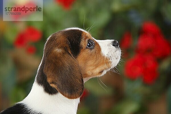 Beagle  Welpe  9 Wochen