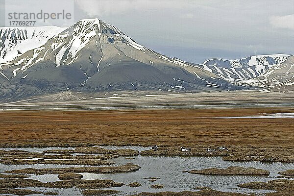 Nonnengans (Branta leucopsis) vier erwachsene  fressende Gänse in der Tundra nistende Lebensräume mit entfernten Bergen  Spitzbergen  Juni