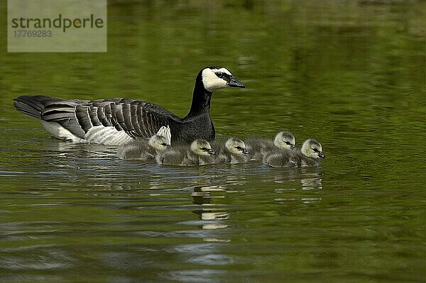 Erwachsene Nonnengans (Branta leucopsis) schwimmt mit Gänseküken  Großbritannien  Europa