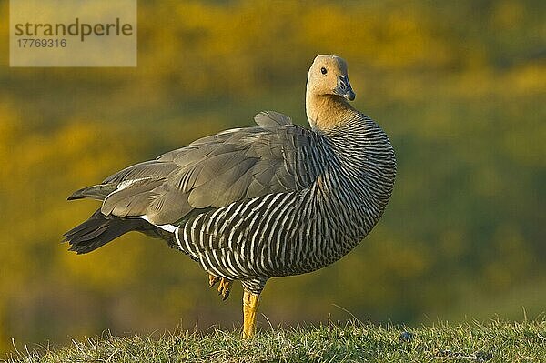 Hochlandgans (Chloephaga picta) adultes Weibchen  rastend  Carcass Island  West Falklands  Dezember