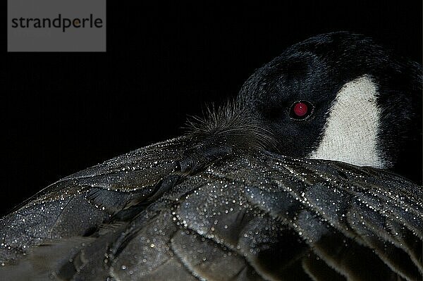 Kanadagans (Branta canadensis) erwachsen  nachts schlafend  Nahaufnahme des Kopfes  Hertfordshire  England  Großbritannien  Europa