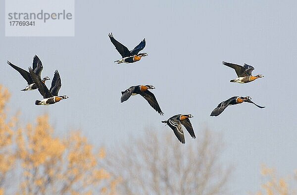 Erwachsene Rothalsgänse (Branta ruficollis)  Herde im Flug  Durankulak  Provinz Dobritsch  Bulgarien  Februar  Europa