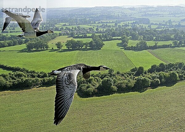 Nonnengans (Branta leucopsis) drei Erwachsene  im Flug über Land  England  September