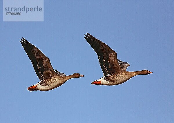 Taiga-Bohnengans (Anser fabalis fabalis) zwei Erwachsene  im Flug  Finnland  April  Europa