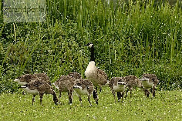 Kanadagans (Branta canadensis) erwachsen mit Gänseküken  Großbritannien  Europa