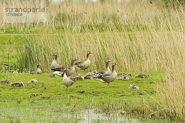 Graugansherde (Anser anser) Herde  Erwachsene mit Jungtieren  im Feuchtgebietsreservat  Oostvaardersplassen  Niederlande  Europa