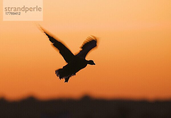 Rosafußgans (Anser brachyrhynchus) erwachsen  im Flug  Landung zum Schlafplatz bei Sonnenuntergang  Martin Mere  Lancashire  England  Winter