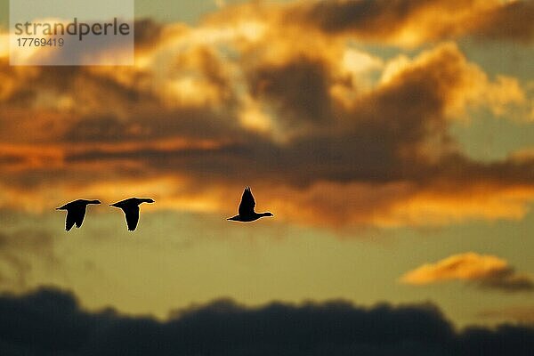 Nonnengans (Branta leucopsis) drei  im Flug  Silhouette bei Sonnenaufgang  Loch Gruinart RSPB Reserve  Islay  Innere Hebriden  Schottland  November