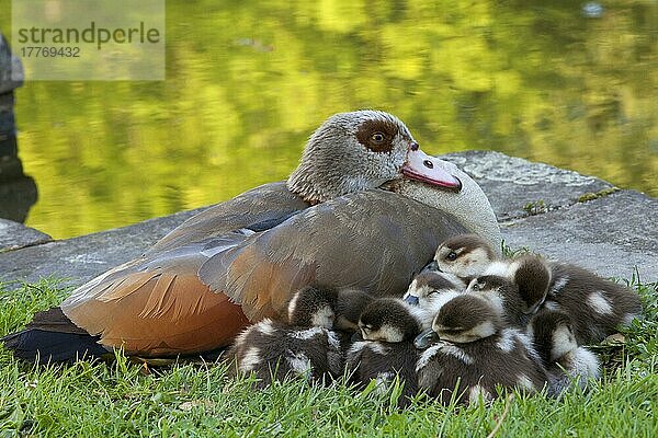 Ägyptische Gans (Alopochen aegyptiacus) eingeführte Art  erwachsenes Weibchen mit Gänseküken  auf Gras neben Wasser ruhend  Trier  Rheinland-Pfalz  Deutschland  Juli  Europa