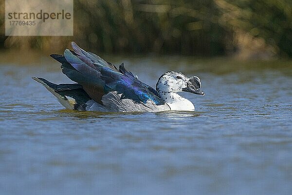 Knopfschnabelgans (Sarkidiornis melanotos) erwachsenes Männchen  schwimmend (in Gefangenschaft)